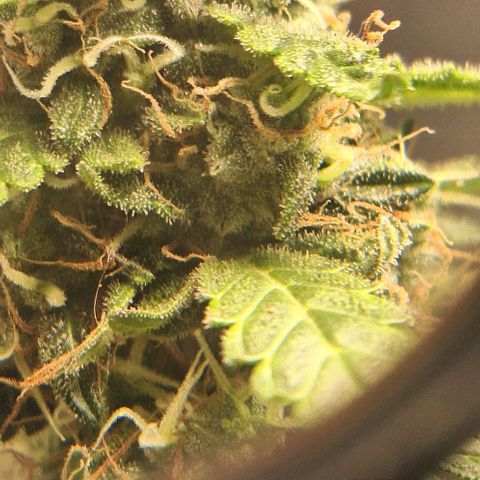 White Widow Auto 2 growlog timeline photo