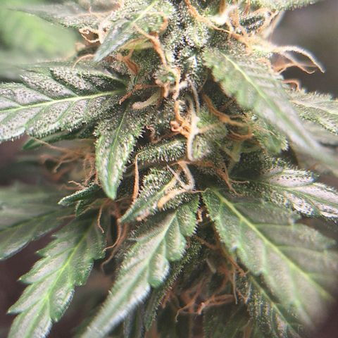 White Widow Auto 2 growlog timeline photo