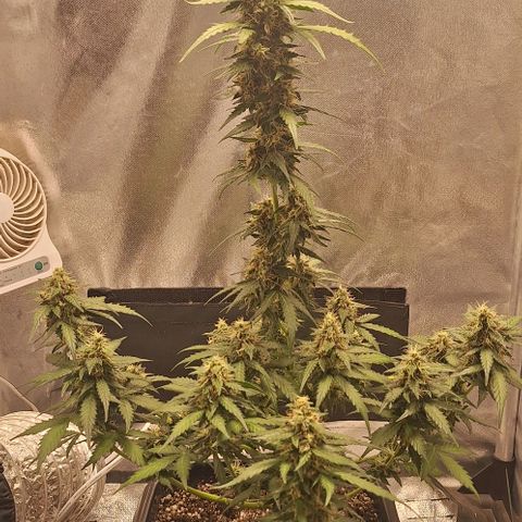 White Widow Auto 2 growlog timeline photo