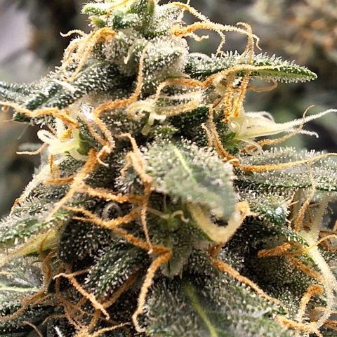 White Widow Auto 2 growlog timeline photo
