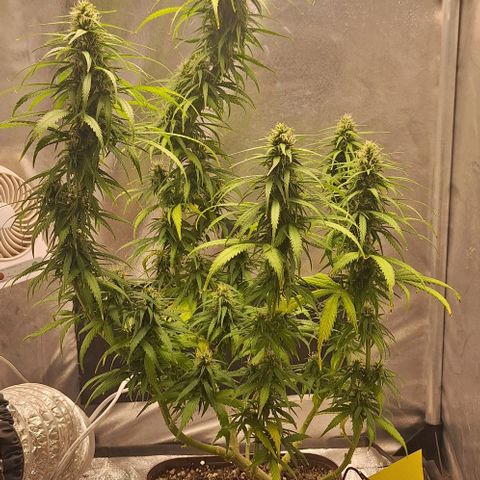 Prensado Paraguaio 🇵🇾 growlog timeline photo