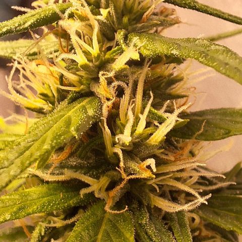 Prensado Paraguaio 🇵🇾 growlog timeline photo