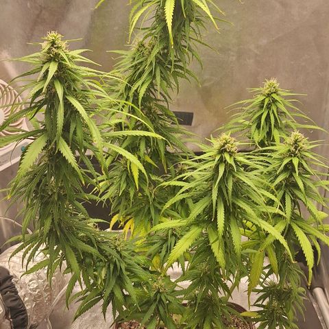 Prensado Paraguaio 🇵🇾 growlog timeline photo