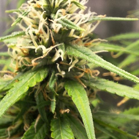 Prensado Paraguaio 🇵🇾 growlog timeline photo
