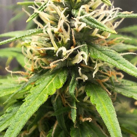 Prensado Paraguaio 🇵🇾 growlog timeline photo