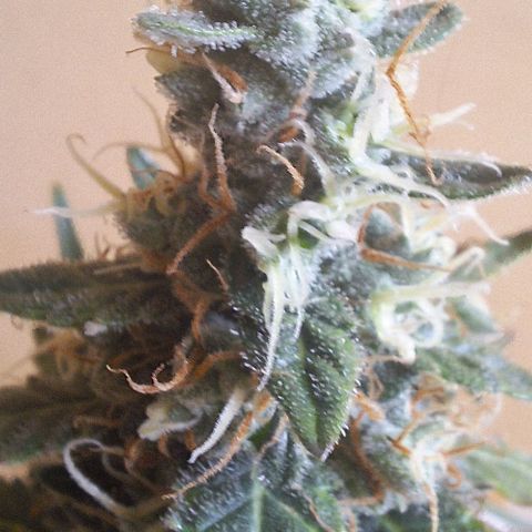 White Widow Auto 2 growlog timeline photo