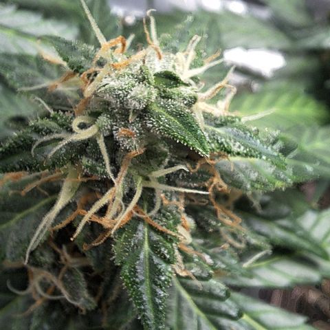 White Widow Auto 2 growlog timeline photo