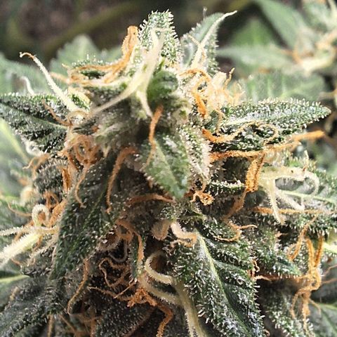 White Widow Auto 2 growlog timeline photo