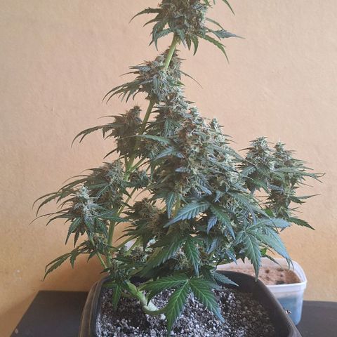 White Widow Auto 2 growlog timeline photo