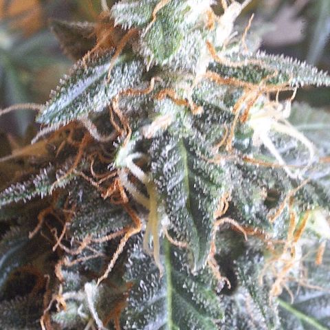 White Widow Auto 2 growlog timeline photo
