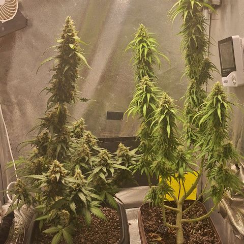White Widow Auto 2 growlog timeline photo