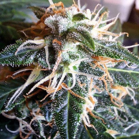 White Widow Auto 2 growlog timeline photo