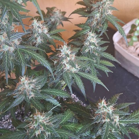 White Widow Auto 2 growlog timeline photo
