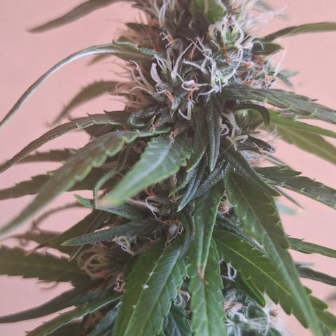 Prensado Paraguaio 🇵🇾 growlog timeline photo