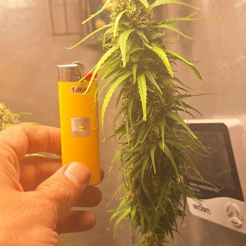 Prensado Paraguaio 🇵🇾 growlog timeline photo