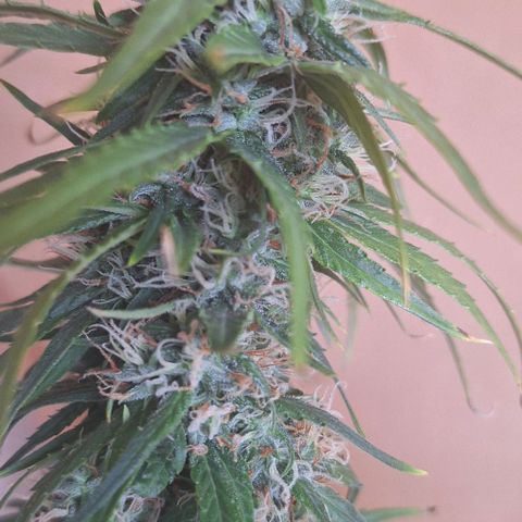 Prensado Paraguaio 🇵🇾 growlog timeline photo