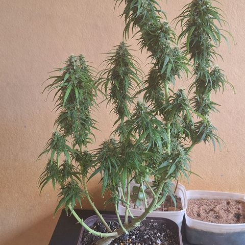 Prensado Paraguaio 🇵🇾 growlog timeline photo