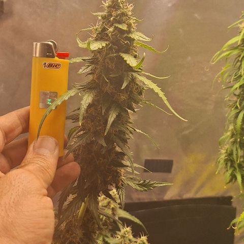 White Widow Auto 2 growlog timeline photo