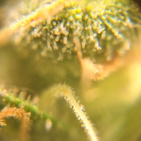 White Widow Auto 2 growlog timeline photo