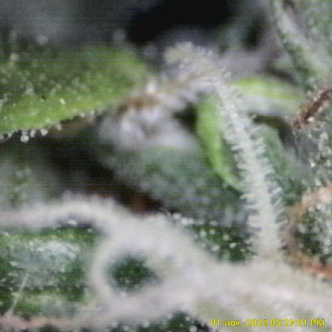 Prensado Paraguaio 🇵🇾 growlog timeline photo