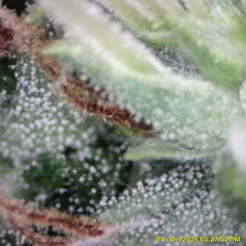 Prensado Paraguaio 🇵🇾 growlog timeline photo