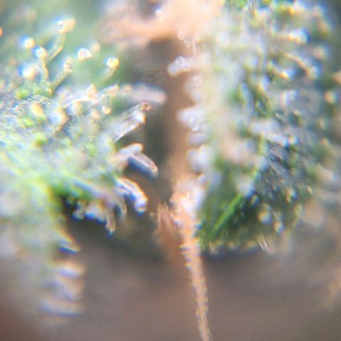 White Widow Auto 2 growlog timeline photo
