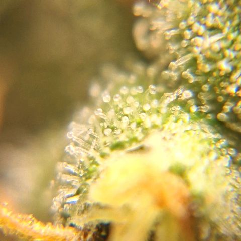 White Widow Auto 2 growlog timeline photo