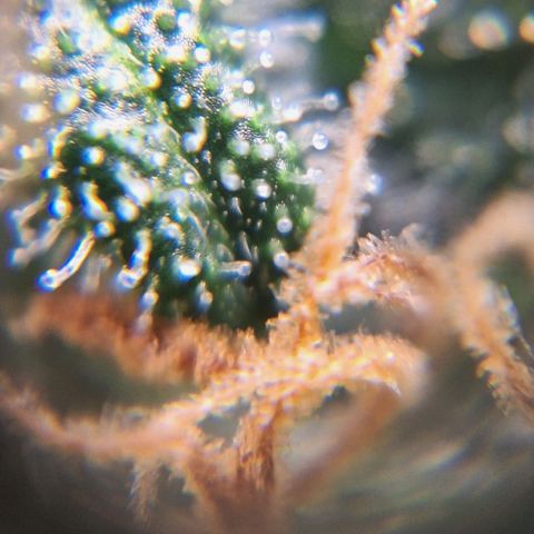 White Widow Auto 2 growlog timeline photo