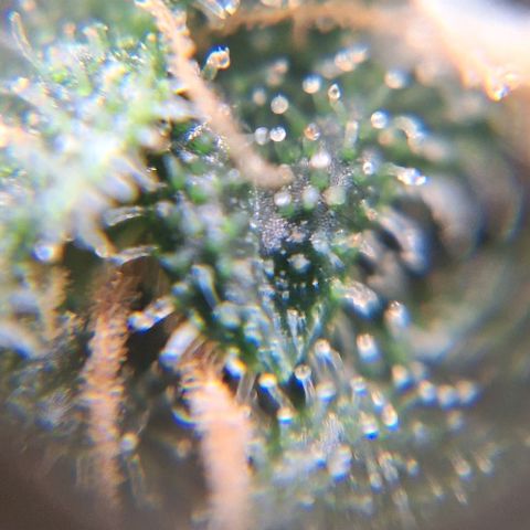 White Widow Auto 2 growlog timeline photo