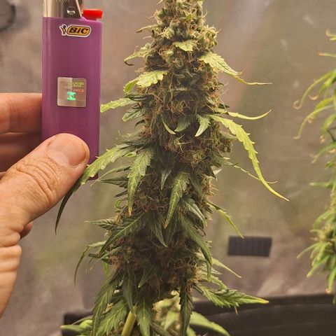 White Widow Auto 2 growlog timeline photo
