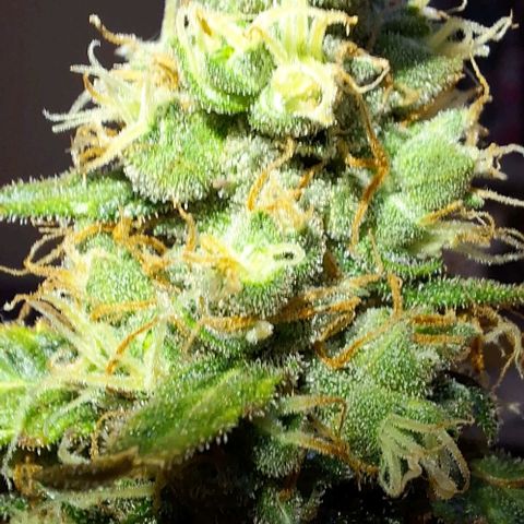 White Widow Auto 2 growlog timeline photo