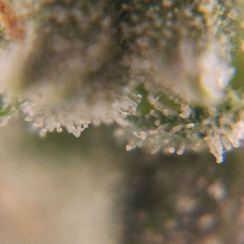 White Widow Auto 2 growlog timeline photo