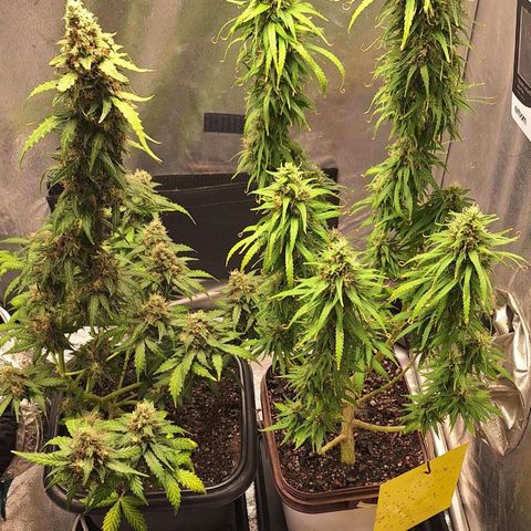 White Widow Auto 2 growlog timeline photo