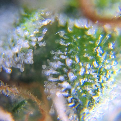 White Widow Auto 2 growlog timeline photo