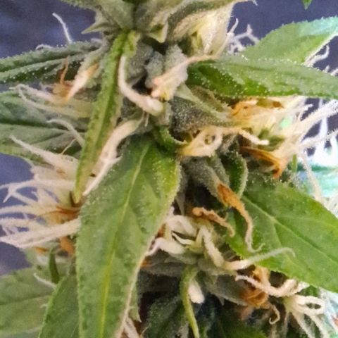 Prensado Paraguaio 🇵🇾 growlog timeline photo