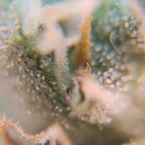 Prensado Paraguaio 🇵🇾 growlog timeline photo