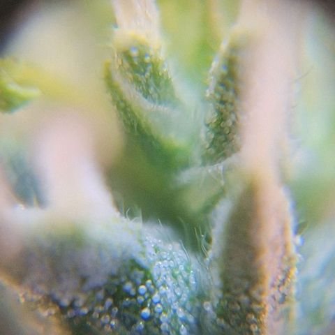 Prensado Paraguaio 🇵🇾 growlog timeline photo