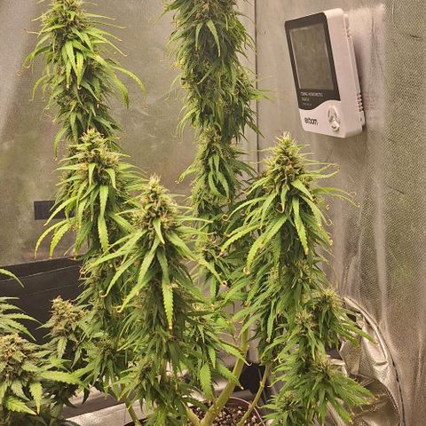Prensado Paraguaio 🇵🇾 growlog timeline photo