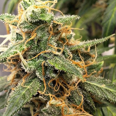 White Widow Auto 2 growlog timeline photo