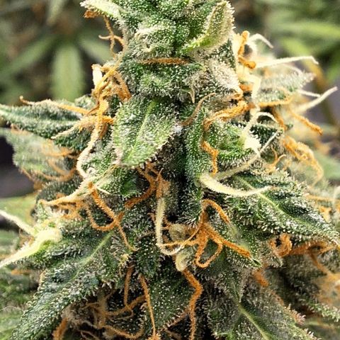 White Widow Auto 2 growlog timeline photo