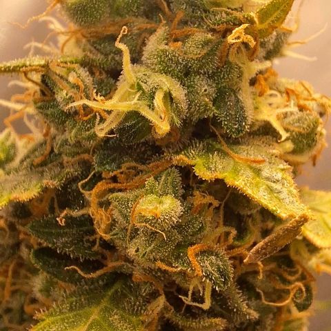 White Widow Auto 2 growlog timeline photo