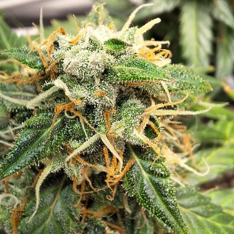 White Widow Auto 2 growlog timeline photo