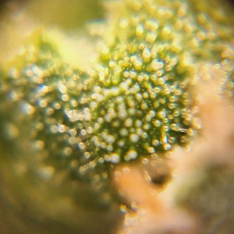White Widow Auto 2 growlog timeline photo
