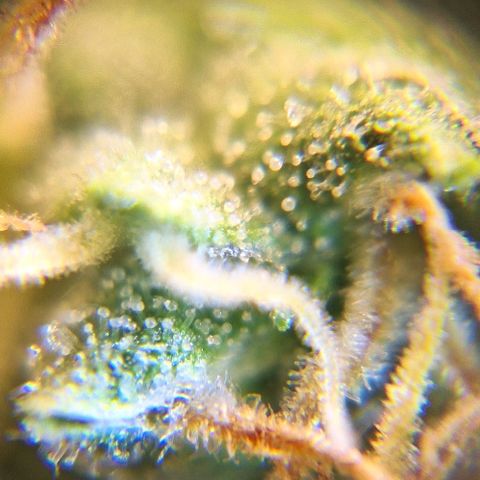 White Widow Auto 2 growlog timeline photo