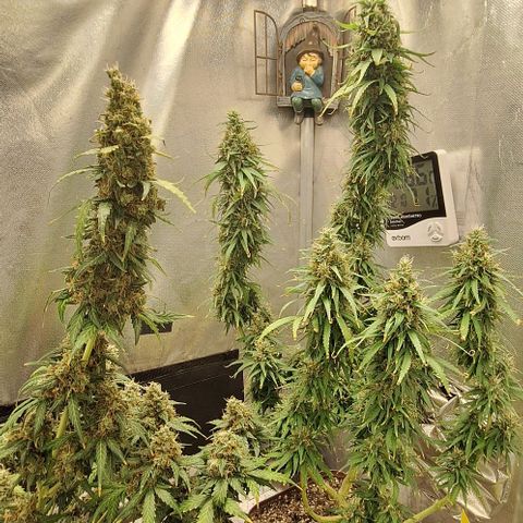White Widow Auto 2 growlog timeline photo