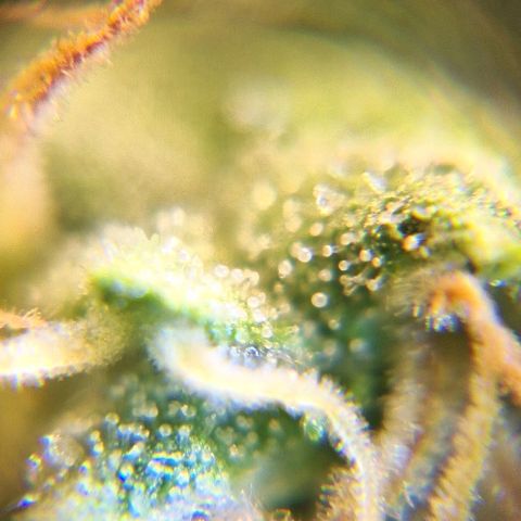 White Widow Auto 2 growlog timeline photo
