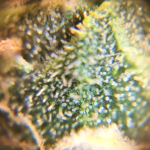 White Widow Auto 2 growlog timeline photo