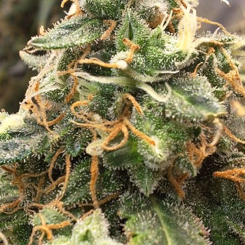 White Widow Auto 2 growlog timeline photo