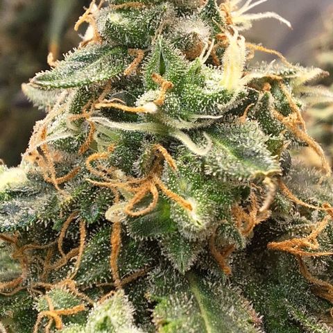 White Widow Auto 2 growlog timeline photo