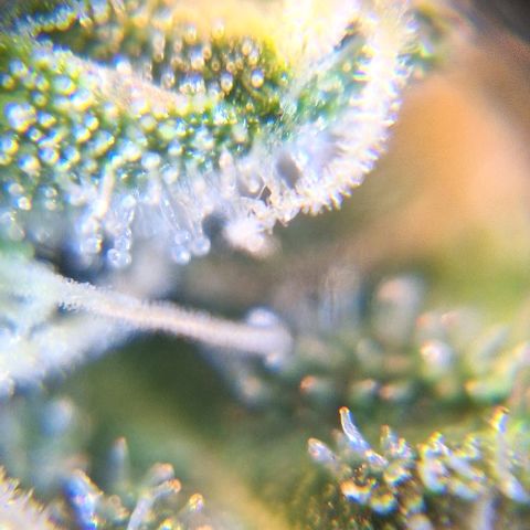 White Widow Auto 2 growlog timeline photo